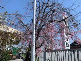 玄関前の枝垂れ桜
